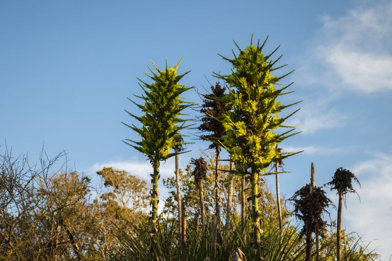 Puya chilensis: La planta endémica que floreció en Parque Tricao y puede  tardar hasta 20 años en reaparecer