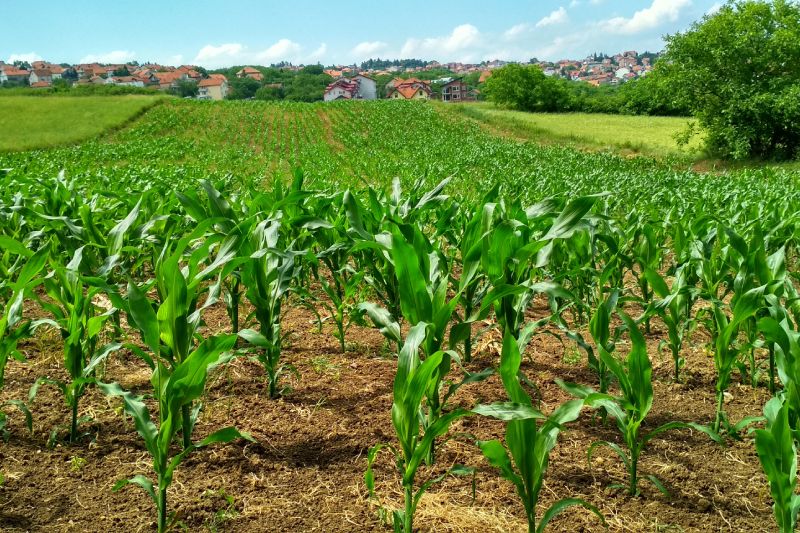 Agricultura De Precisión, La Tecnología Que Busca Optimizar La ...