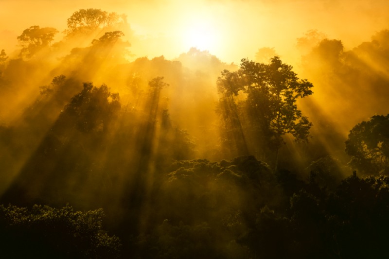 El Programa Carbono Neutro de Natura cumple 15 años y evita la emisión de  1,47 millones de toneladas de carbono